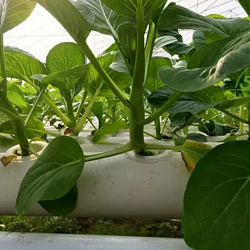 Topraksız Yetiştirme Sistemi S - Hydroponic Kit incelemesi ve fiyatı